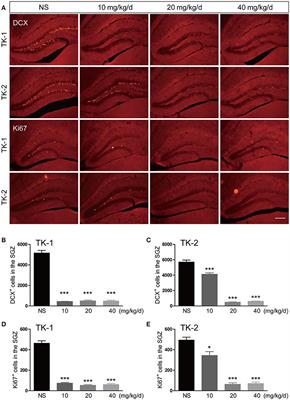 Enhanced Expression of Markers for Astrocytes in the Brain of a Line of GFAP-TK Transgenic Mice